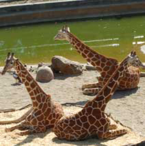 Giraffes Sunbathing
